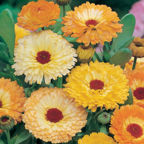 Calendula Officinalis