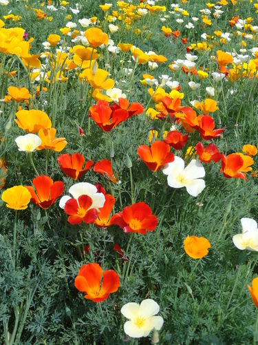 California Poppy (b)