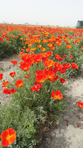 California Poppy (c)