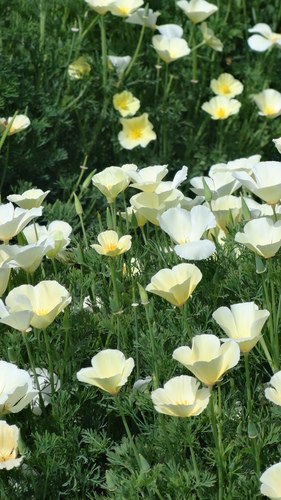 California Poppy