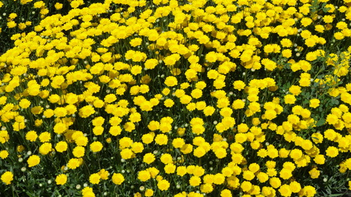 Chrysanthemum Multicaul