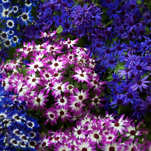 Cineraria