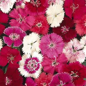 Dianthus