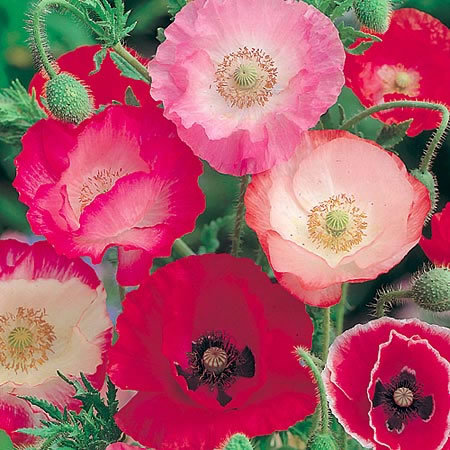 Double Poppy