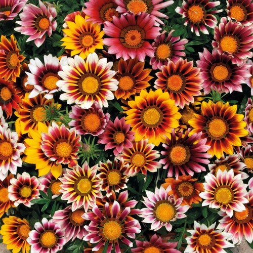 Gazania
