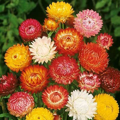 Hellichrysum