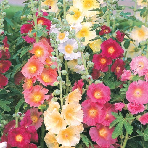 Hollyhocks