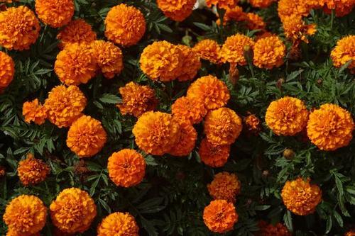 Marigold African