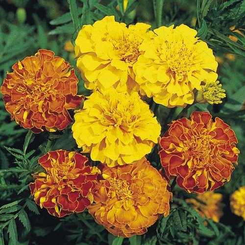 Marigold French (b)