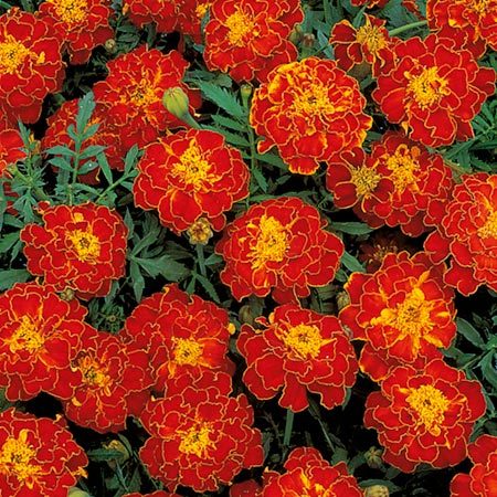 Marigold French