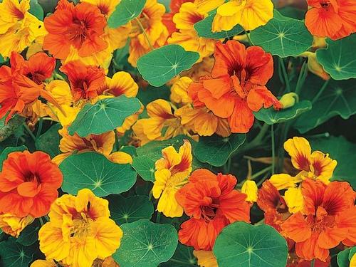 Nasturtium Varigated