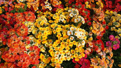 Winter Flower Seeds