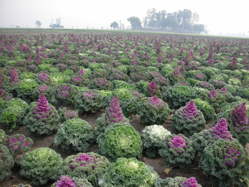 Ornamental Kale
