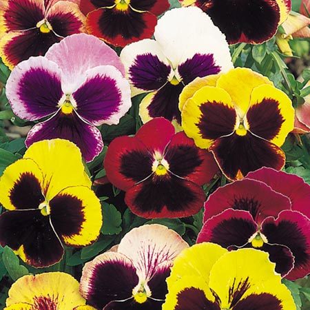 Pansy