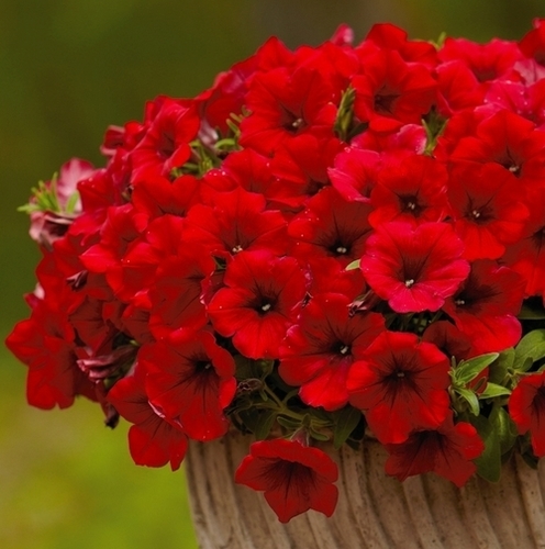 Petunia (d)