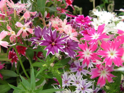 Phlox