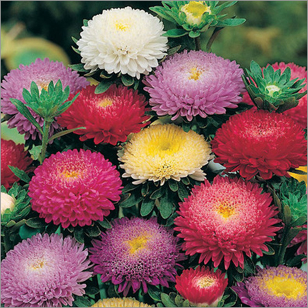 Aster Pomponet