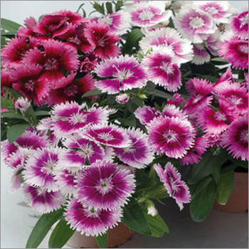 Dianthus F1