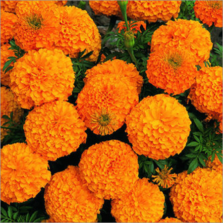 Marigold F1 (b)