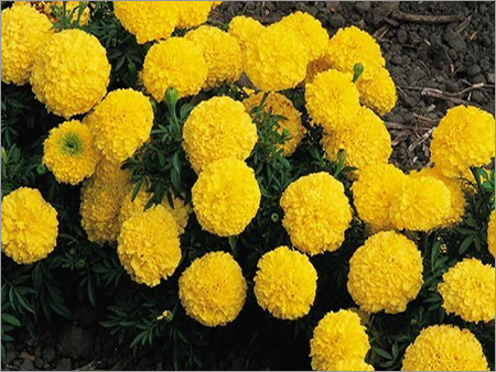 Marigold F1