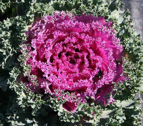 Hybrid Flower Seeds