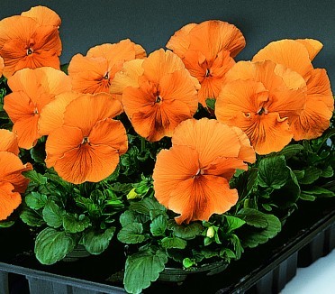 Pansy (c)