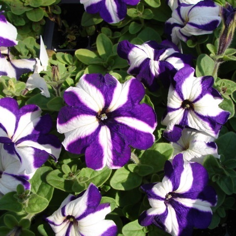 Petunia F1 (b)