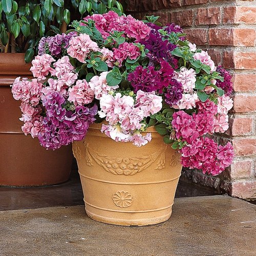 Petunia F1