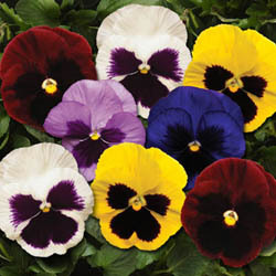 Viola Pansy