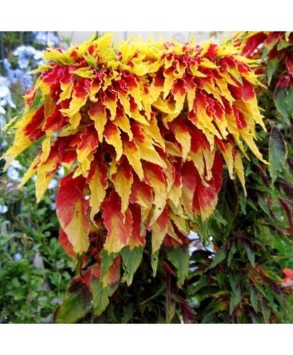 Amaranthus Tricolor Sparkle Hunt Amaranthus Tricolor Sparkle Hunt