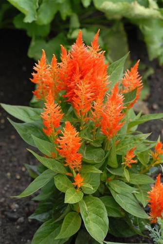 Celosia 