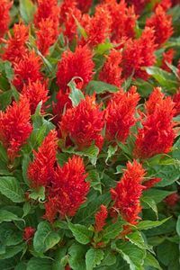 Celosia - 12-18 Inch Red Annual Blooms, Drought Tolerant, Pollinator Friendly, Easy Growth