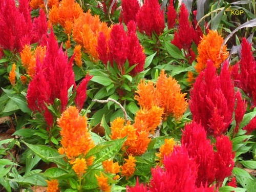 Celosia Plumosa