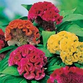 Celosia(a)