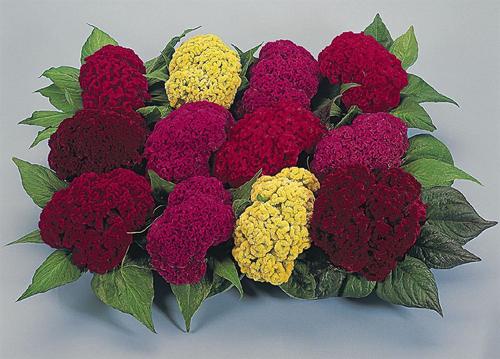 Celosia