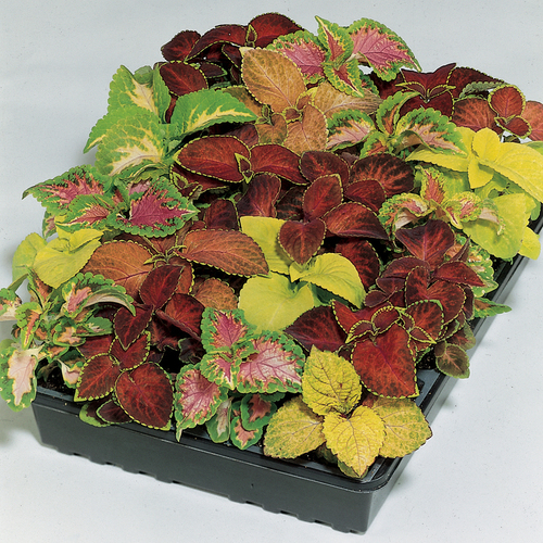 Coleus Blumei