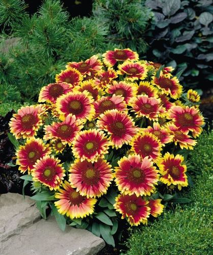 Gaillardia