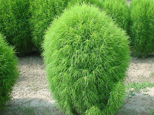 Kochia Scoparia Trichophylla