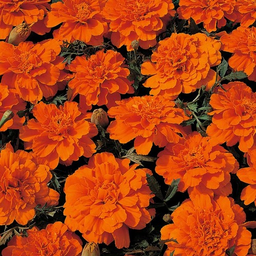 Marigold