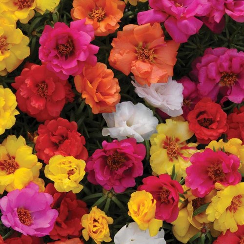Portulaca Grandiflora - 6-8 Inches, Summer Bloom | Vibrant Colors, Drought Tolerant, Pollinator Attracting