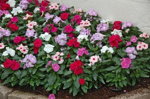 Vinca