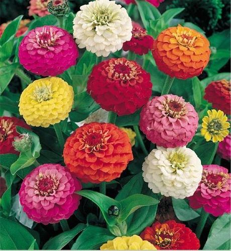 Zinnia Elegans