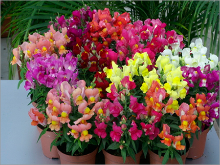 Antirrhinum Majus Nanum