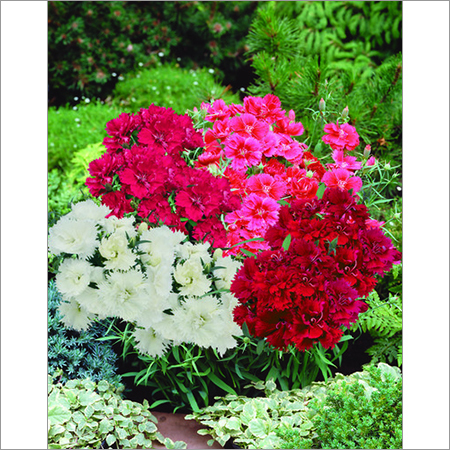 Dianthus Chinensis