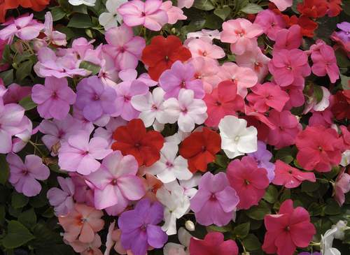Impatiens Walleriana