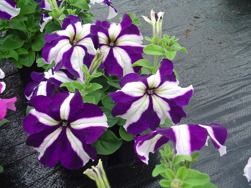 Petunia Multiflora 