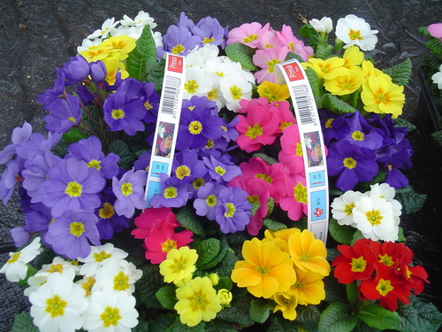 Imported Hybrid Seeds