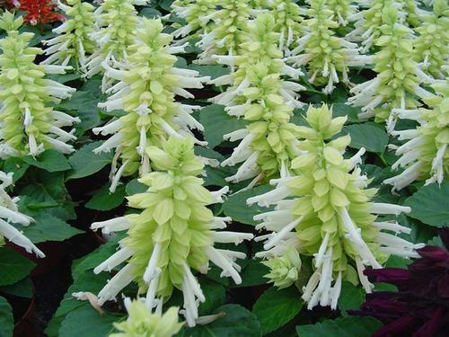 Salvia Splendens F1