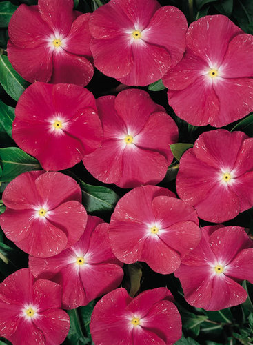 Vinca Rosea 