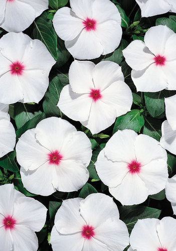 Vinca Rosea